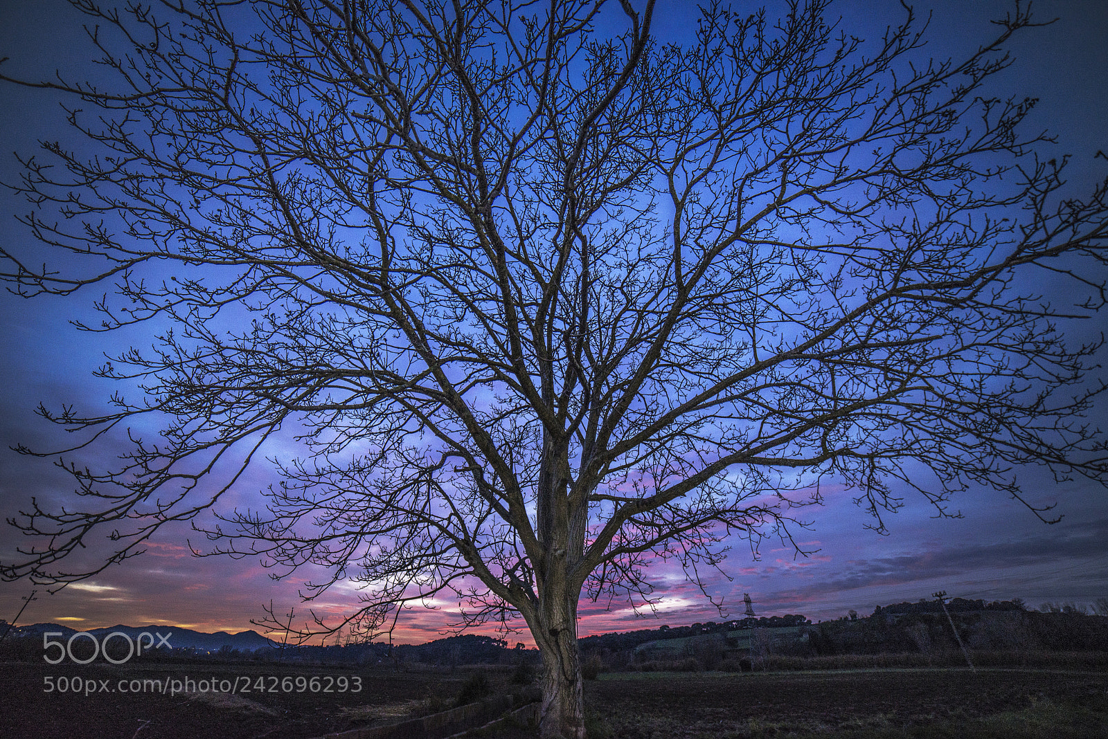 Nikon D610 sample photo. Lonely tree photography