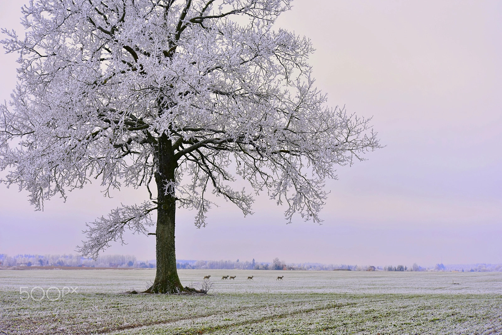 Nikon D3400 sample photo. Winter tale photography