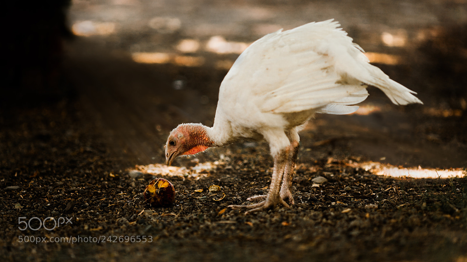 Canon EOS 5D sample photo. Untitled photography