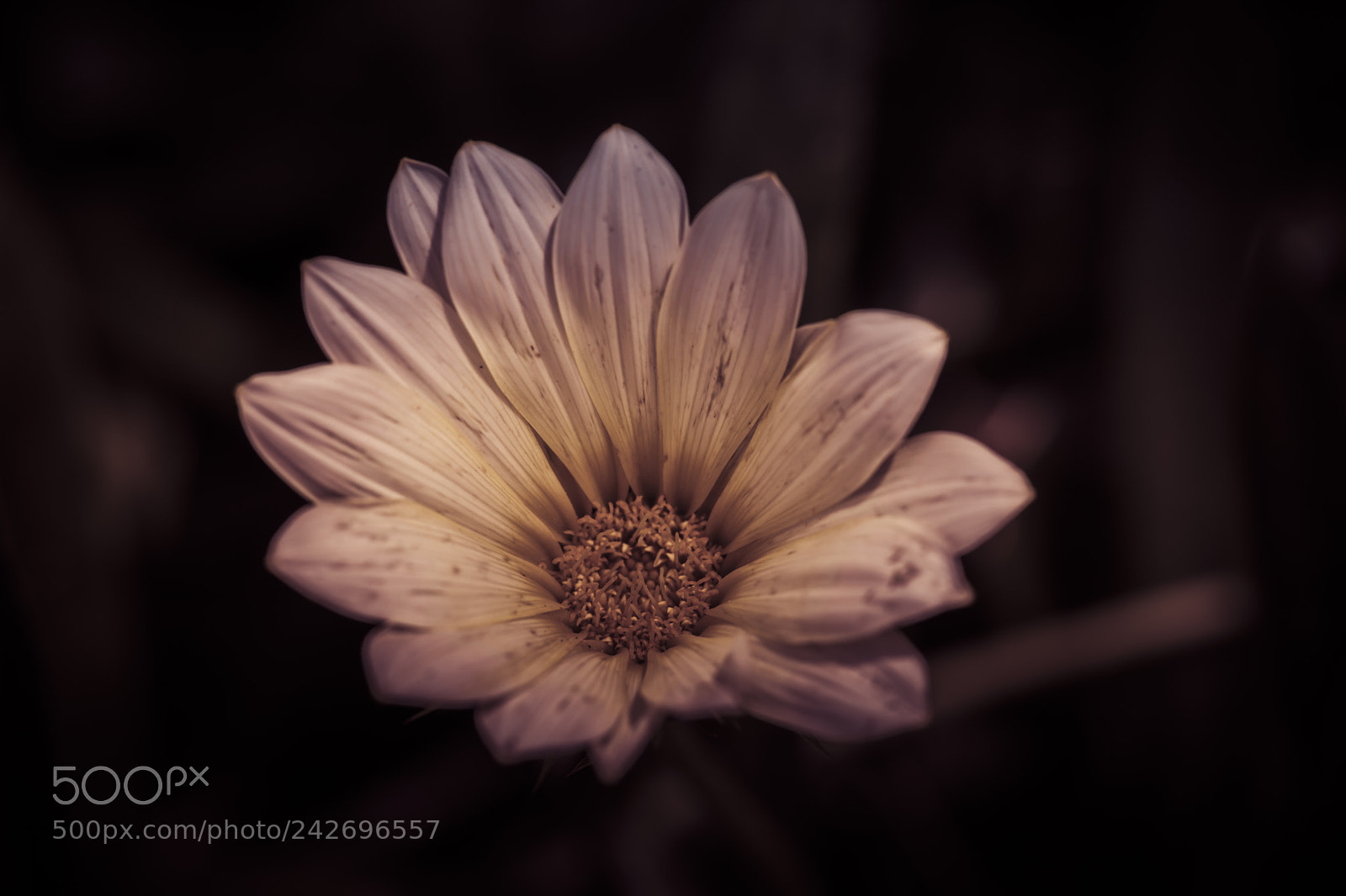 Canon EOS 750D (EOS Rebel T6i / EOS Kiss X8i) sample photo. Dark flower photography