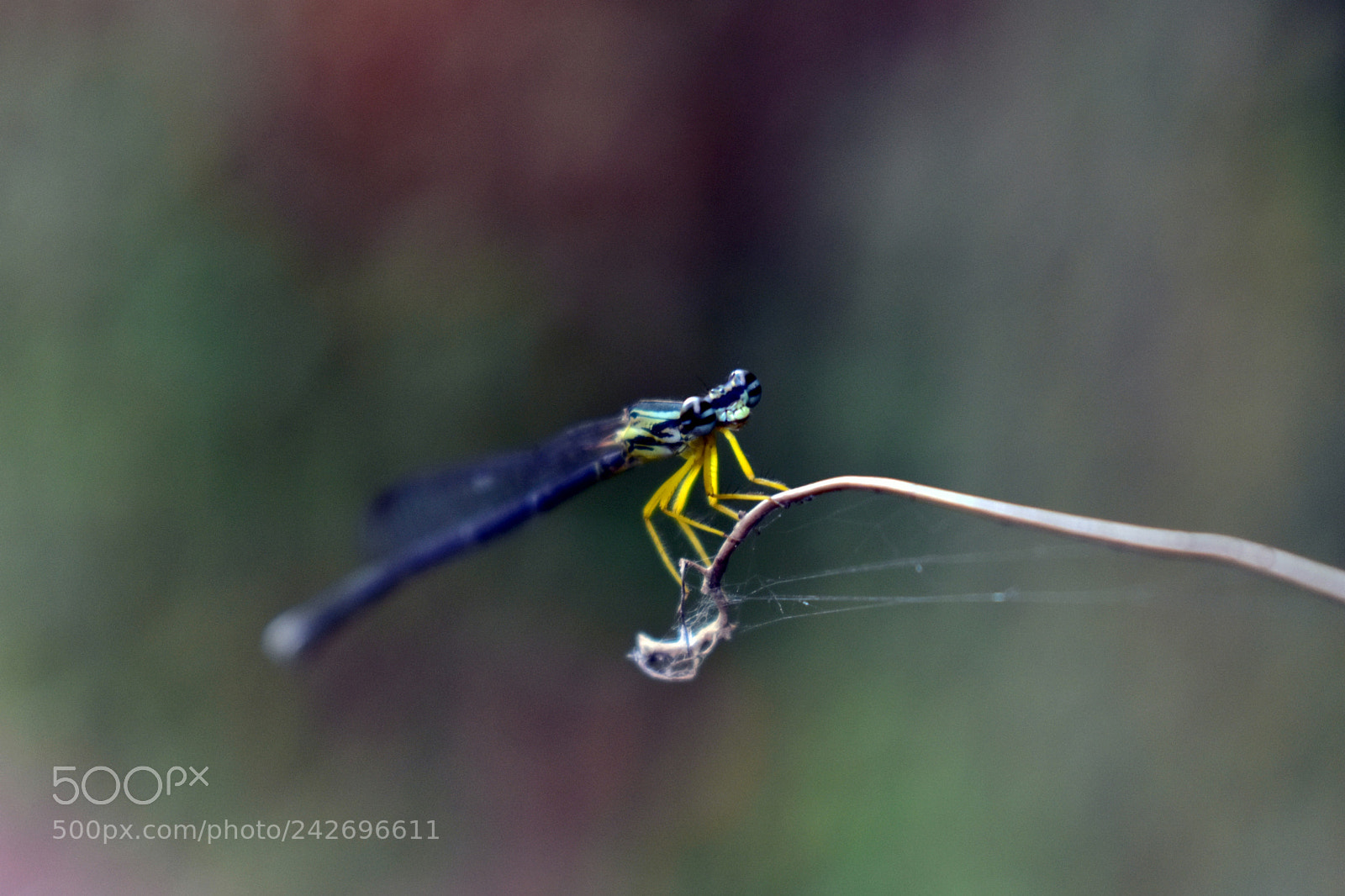 Nikon D3400 sample photo. Damselfly photography