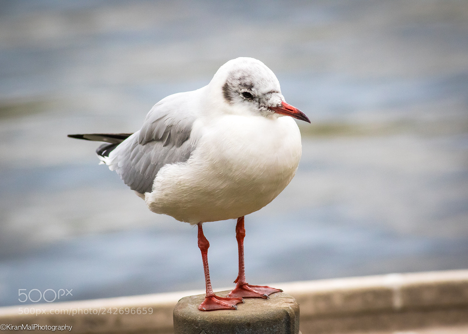 Canon EOS 7D Mark II sample photo. Seagull photography