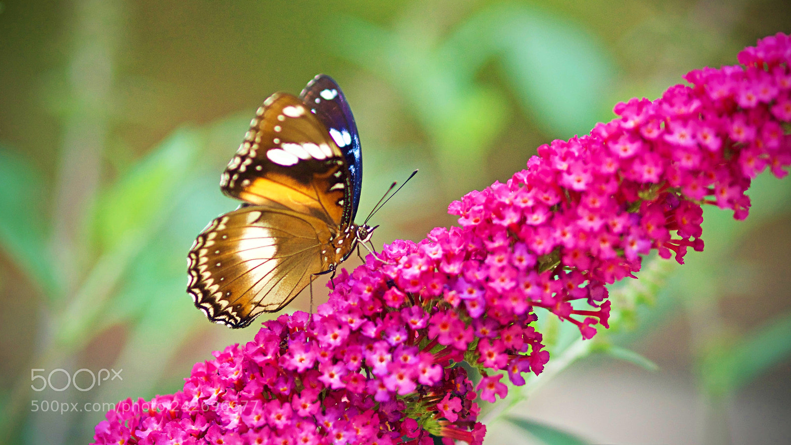 Olympus PEN-F sample photo. "nature's gift" photography