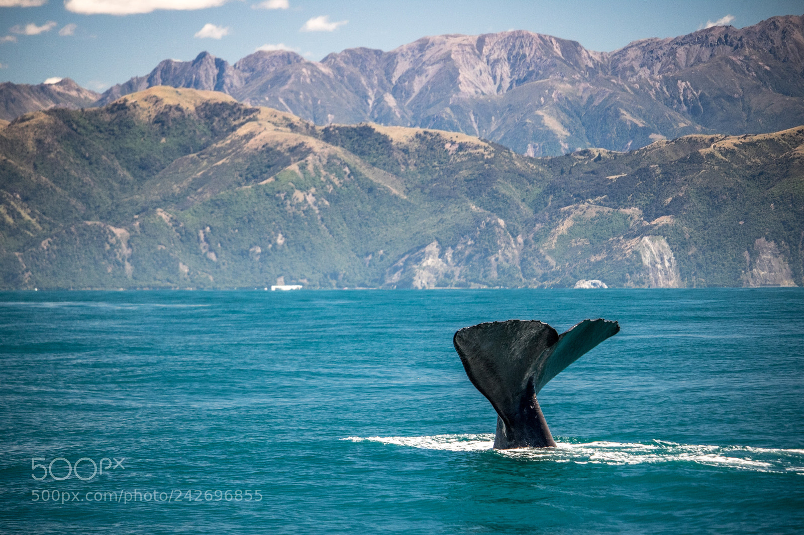 Canon EOS 760D (EOS Rebel T6s / EOS 8000D) sample photo. Sperm whale photography