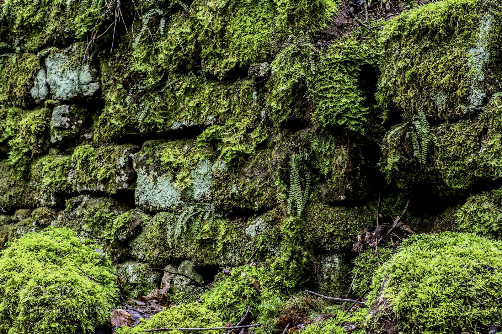 Nikon D7100 sample photo. Plant7 photography