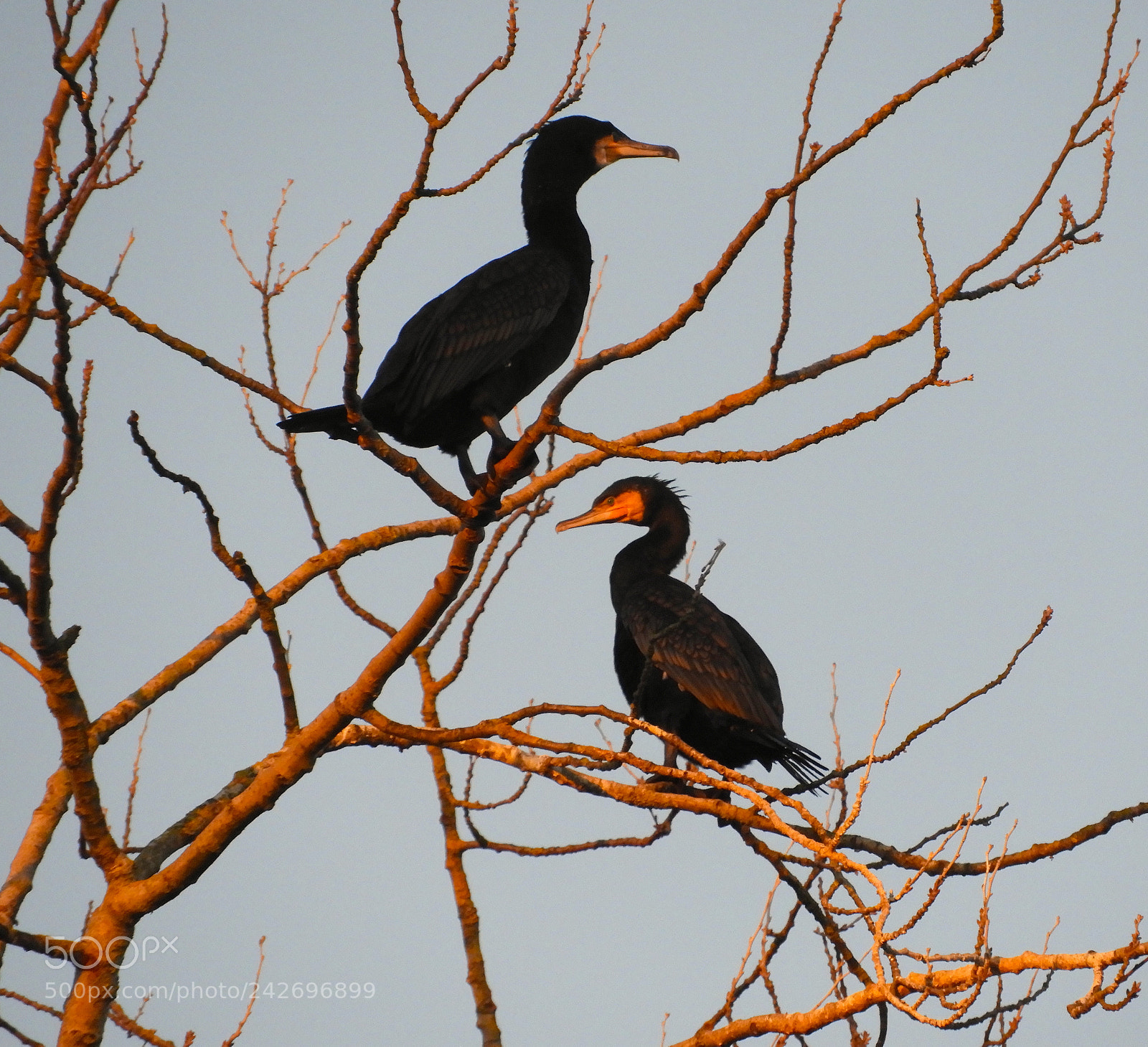 Nikon Coolpix B700 sample photo. Cormorants 2 photography