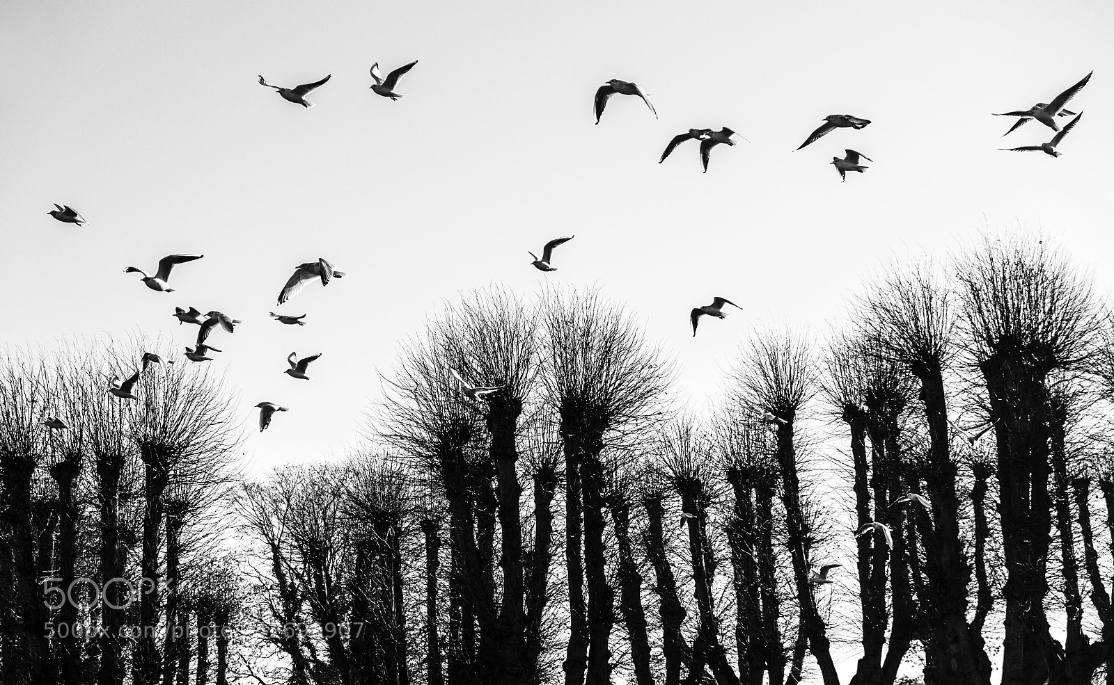 Fujifilm X-T10 sample photo. Birds and trees photography
