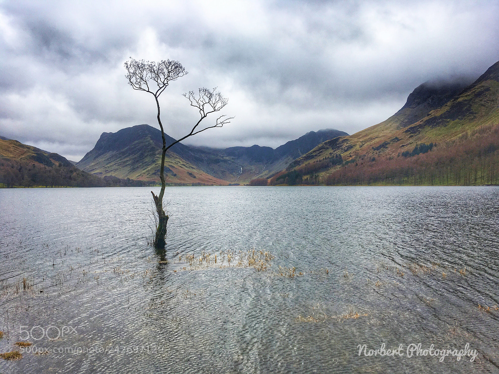 Apple iPhone SE sample photo. Lake district, lonely tree photography