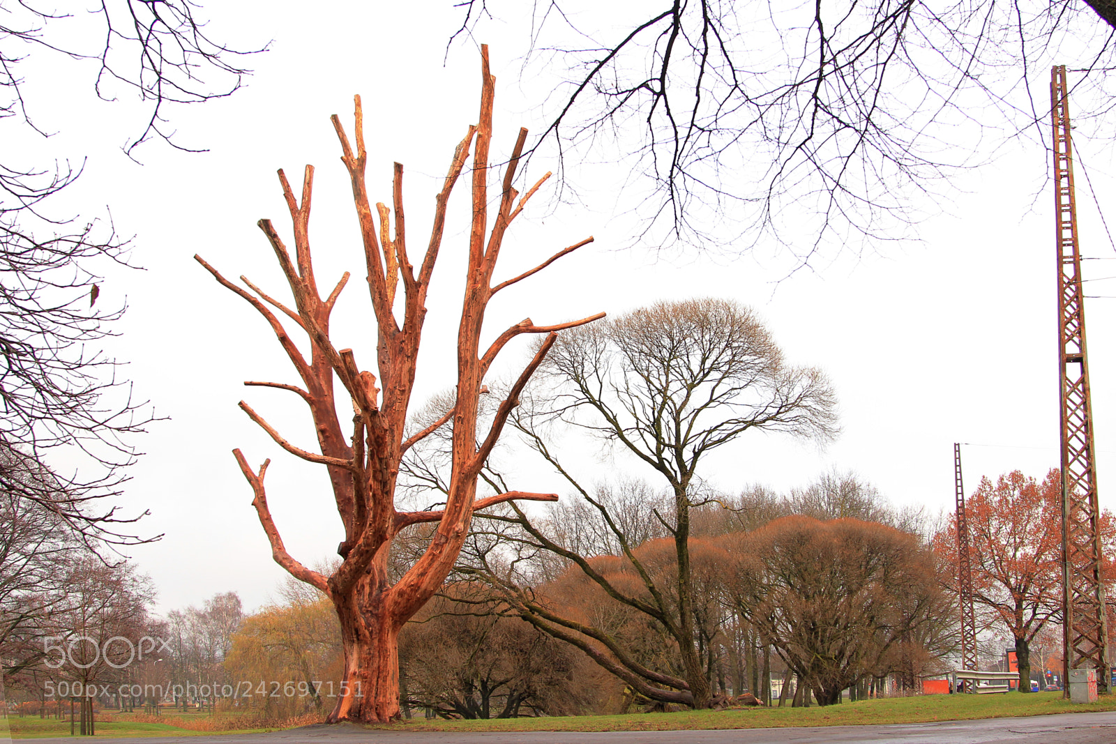 Canon EOS 60D sample photo. The tree photography
