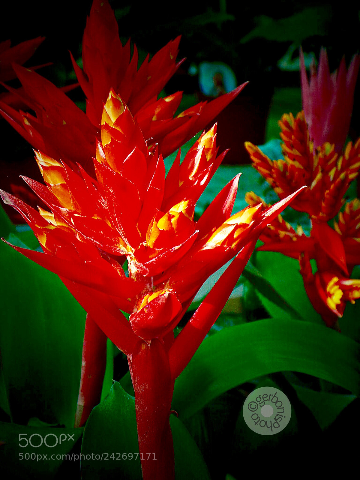 Panasonic Lumix DC-ZS70 (Lumix DC-TZ90) sample photo. Red aechmea photography