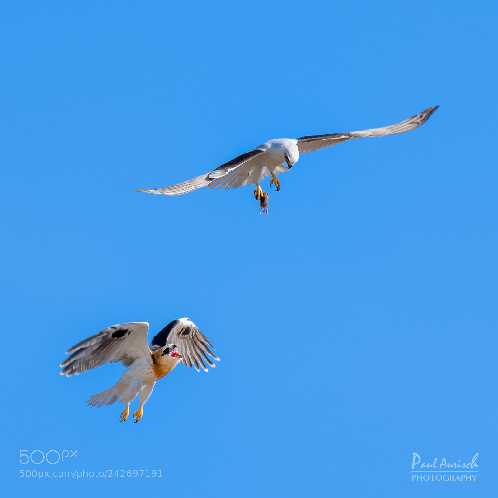 Nikon D500 sample photo. Black shouldered kite photography