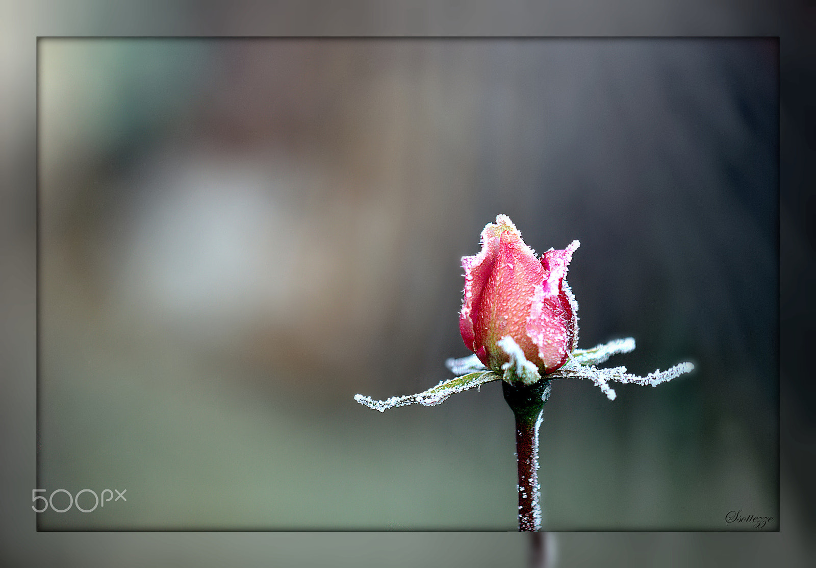 Canon EOS 600D (Rebel EOS T3i / EOS Kiss X5) sample photo. A frozen bud photography