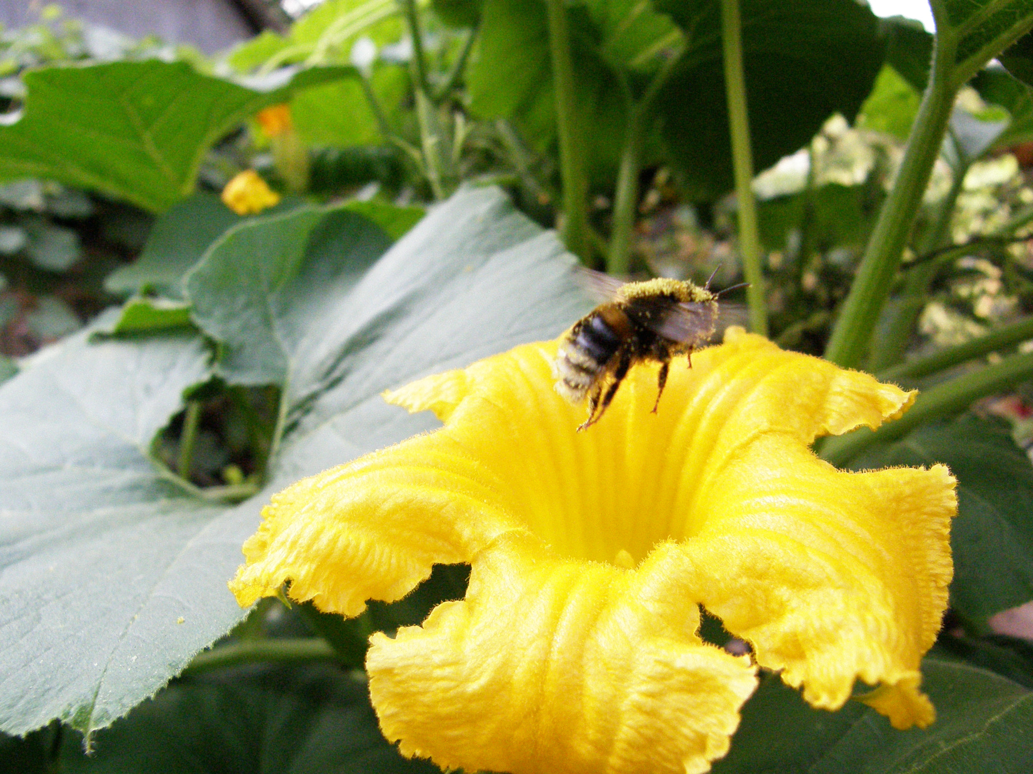 Olympus SP550UZ sample photo. The laborer photography