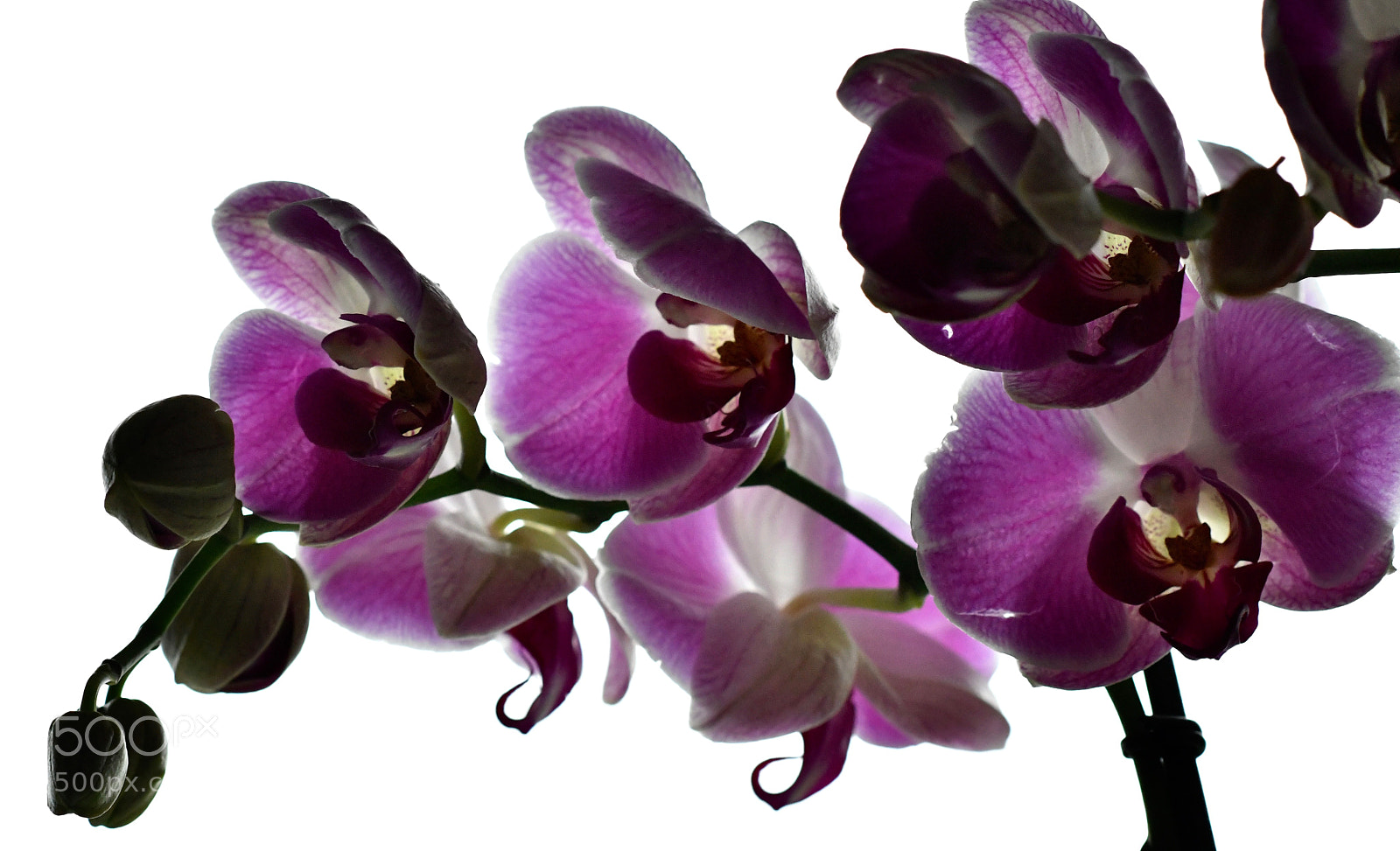 Nikon D500 sample photo. Untitled photography