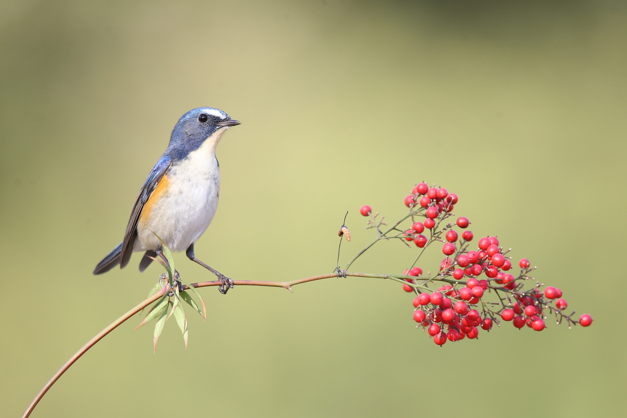 Canon EOS-1D X + Canon EF 600mm F4L IS II USM sample photo