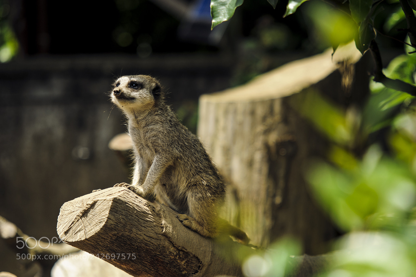 Nikon D700 sample photo. Meerkat photography