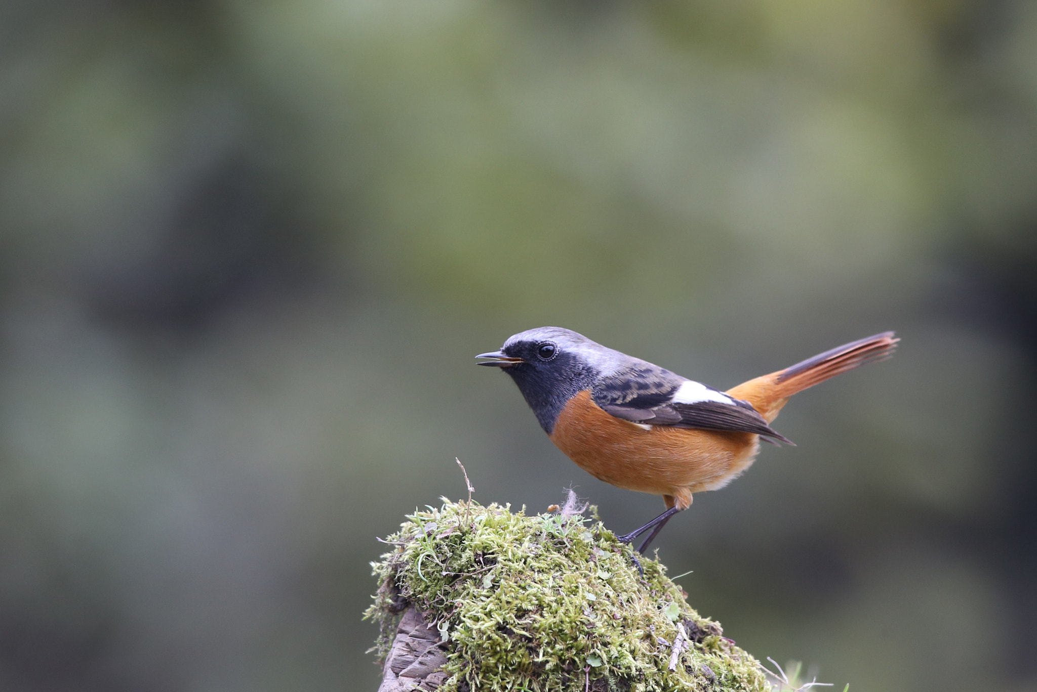 Canon EOS-1D X + Canon EF 600mm F4L IS II USM sample photo