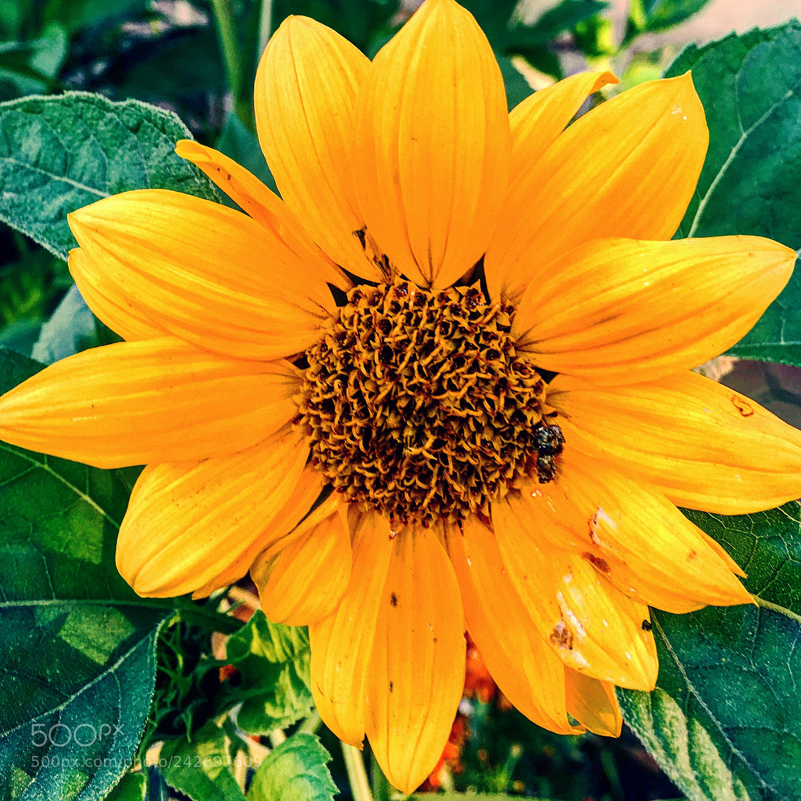 Apple iPhone 6s Plus sample photo. Untitled photography