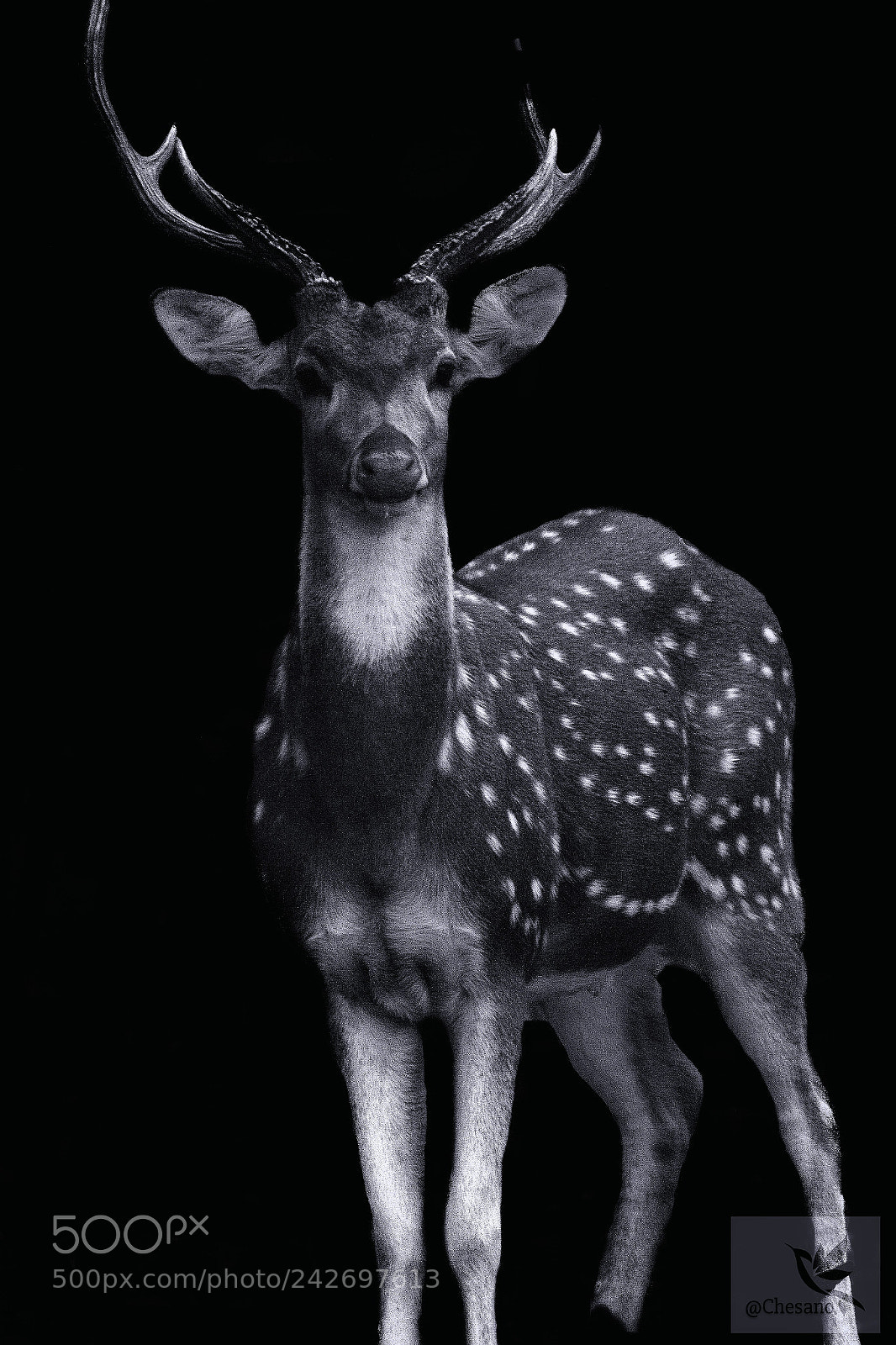 Canon EOS 7D Mark II sample photo. Spotted deer male stag photography