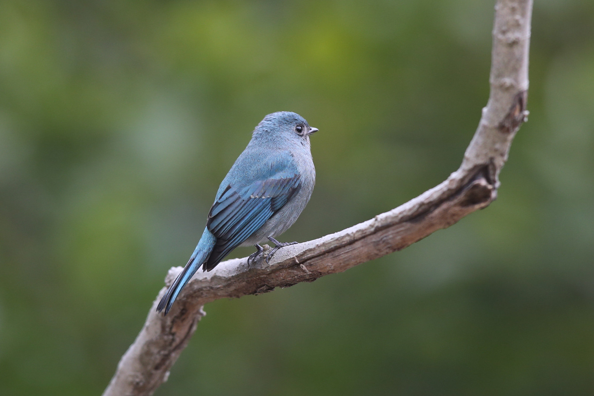 Canon EOS-1D X + Canon EF 600mm F4L IS II USM sample photo