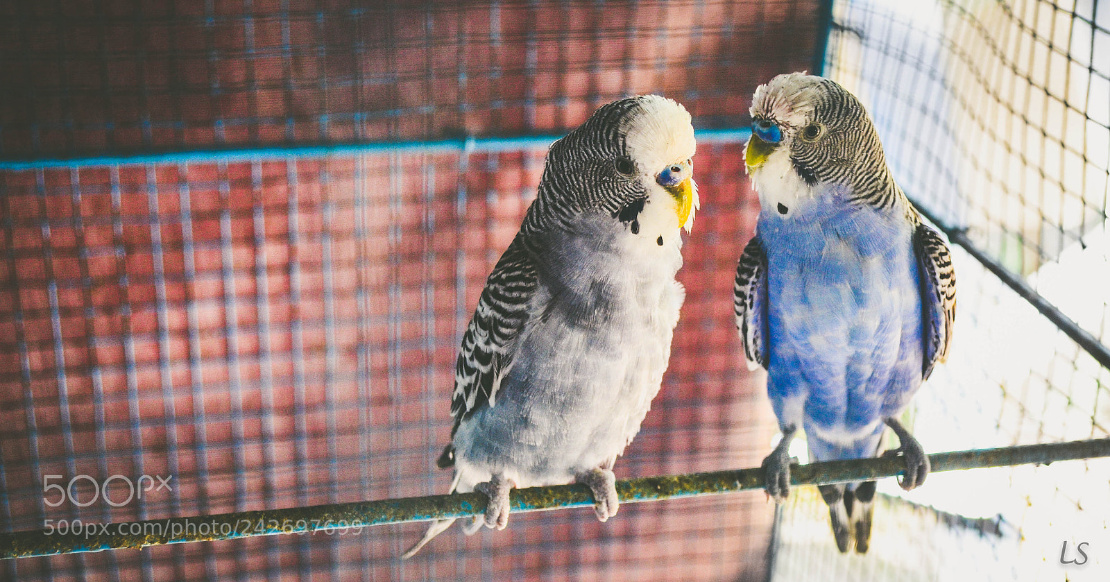 Nikon D5100 sample photo. Birds - set them photography