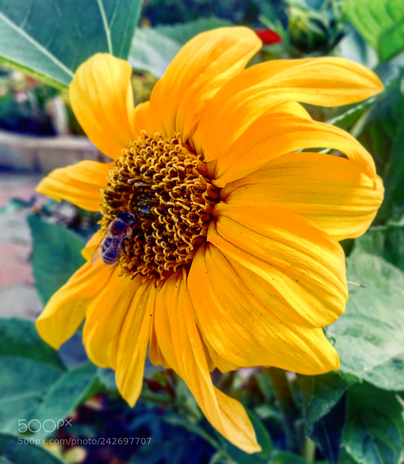 Apple iPhone 6s Plus sample photo. Untitled photography