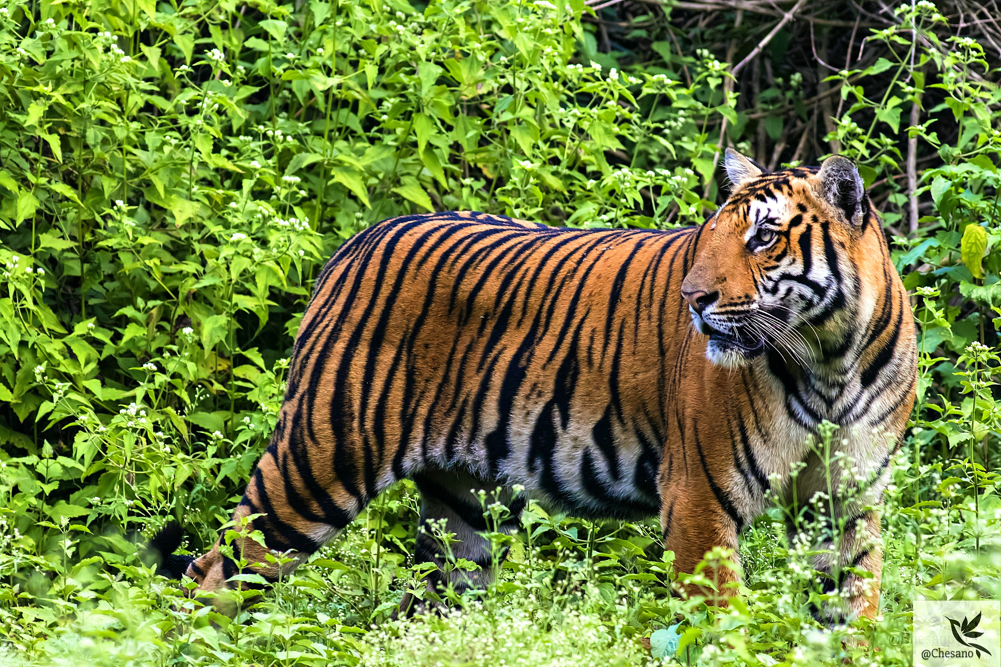 Canon EF 300mm f/2.8L + 2x sample photo. Tigress photography