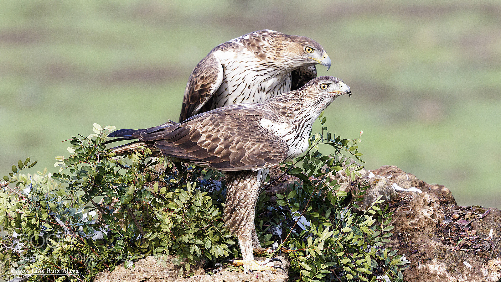 Canon EOS 7D Mark II sample photo. Aguilas perdiceras (hieraaetus fasciatus) photography