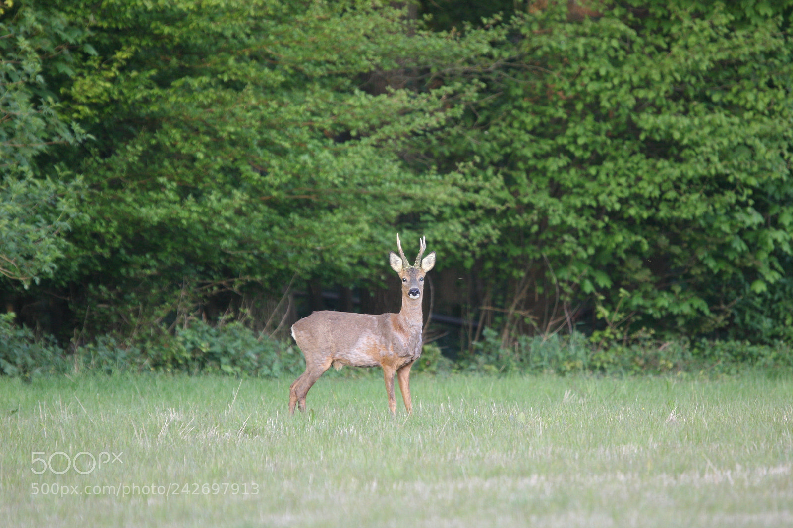 Canon EOS 20D sample photo. Chevreuil. photography