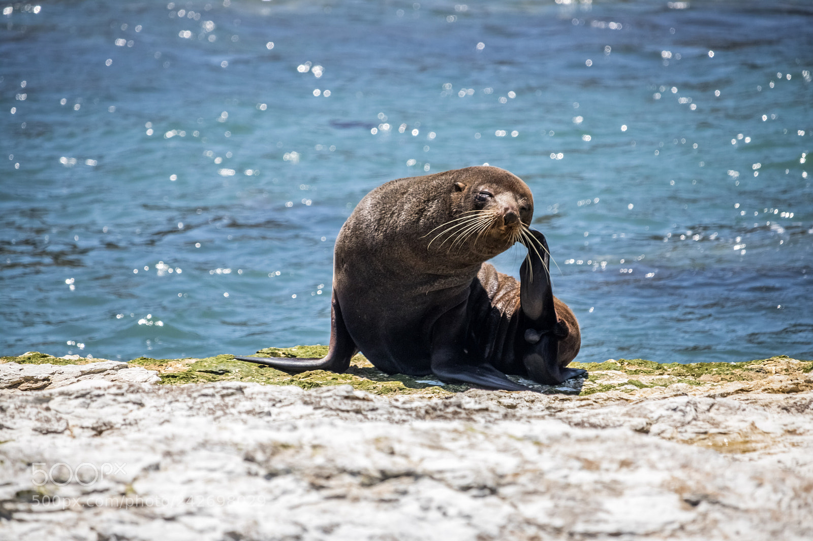 Canon EOS 760D (EOS Rebel T6s / EOS 8000D) sample photo. Seal photography
