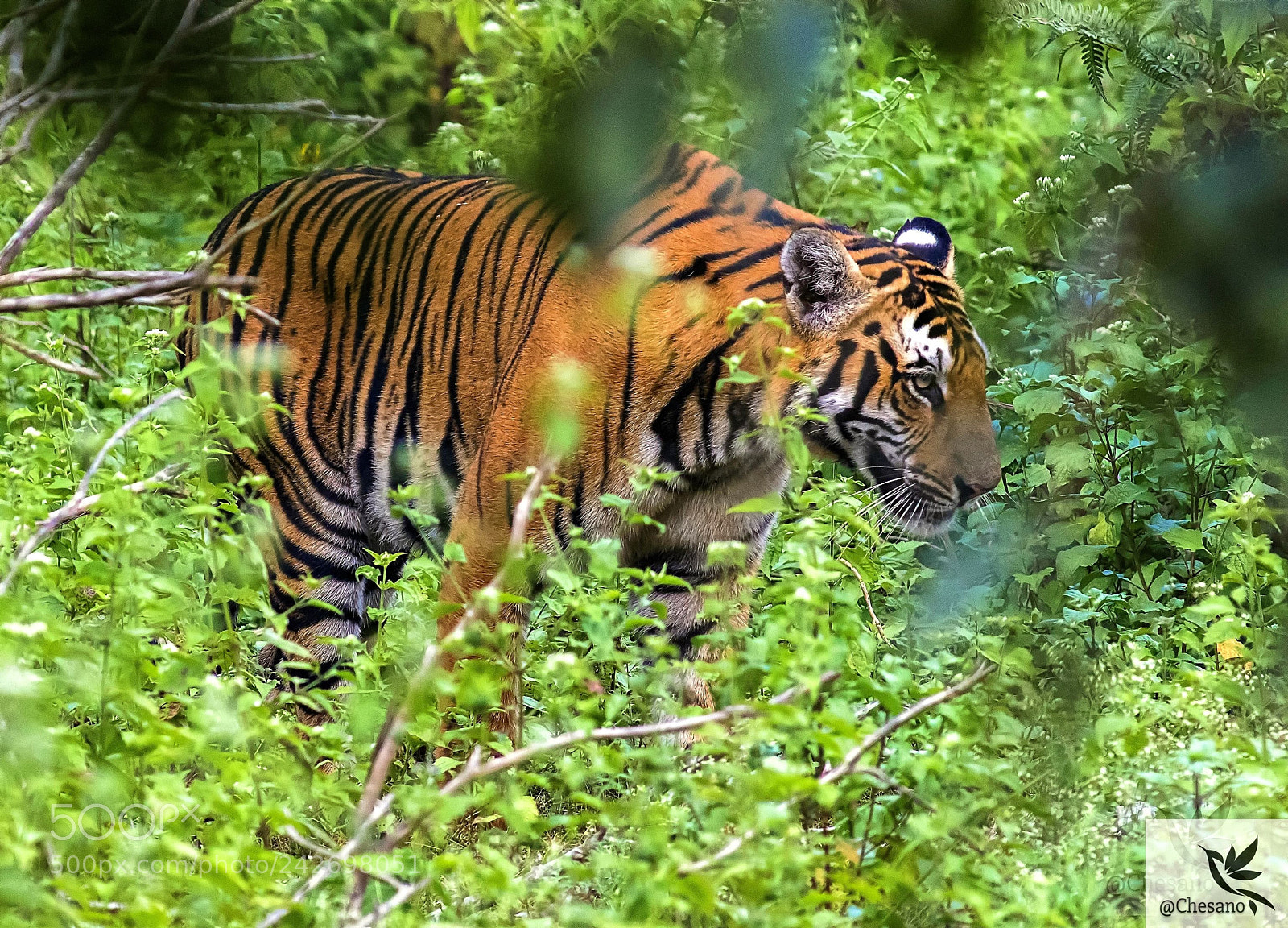 Canon EOS 7D Mark II sample photo. Tigress from nagarhole photography
