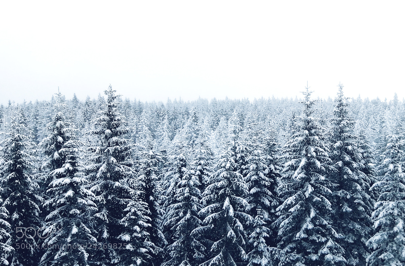 HUAWEI P10 sample photo. Winter wonderland ii photography