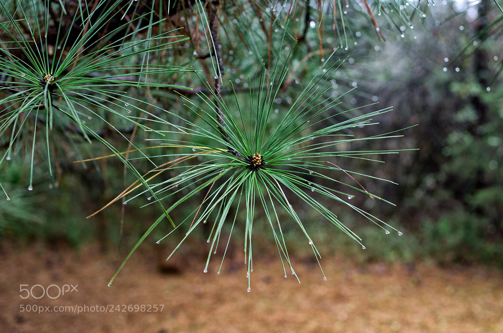 Pentax K-5 sample photo. Pine needles & raindrops photography