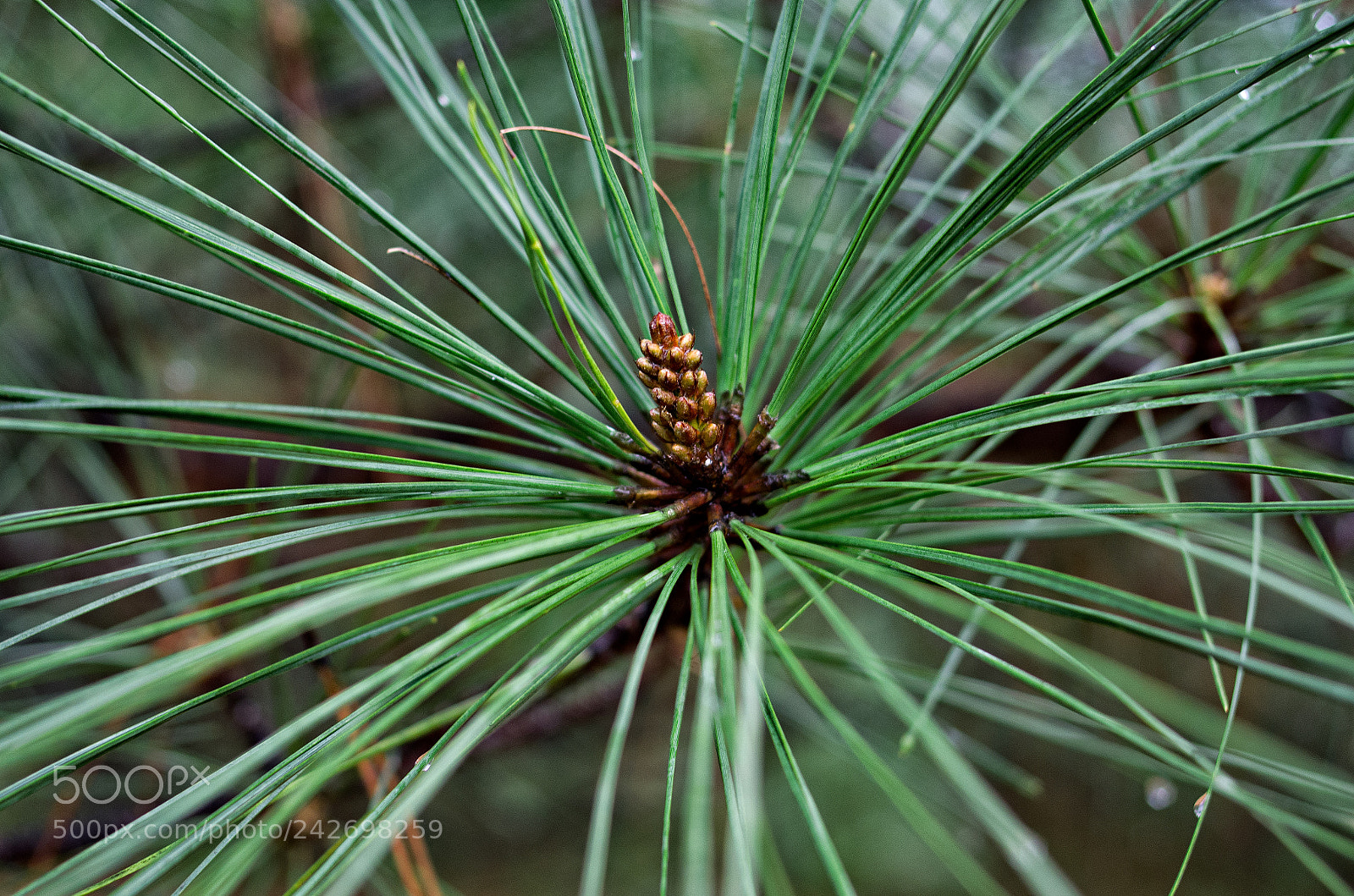 Pentax K-5 sample photo. Pine needles & raindrops photography