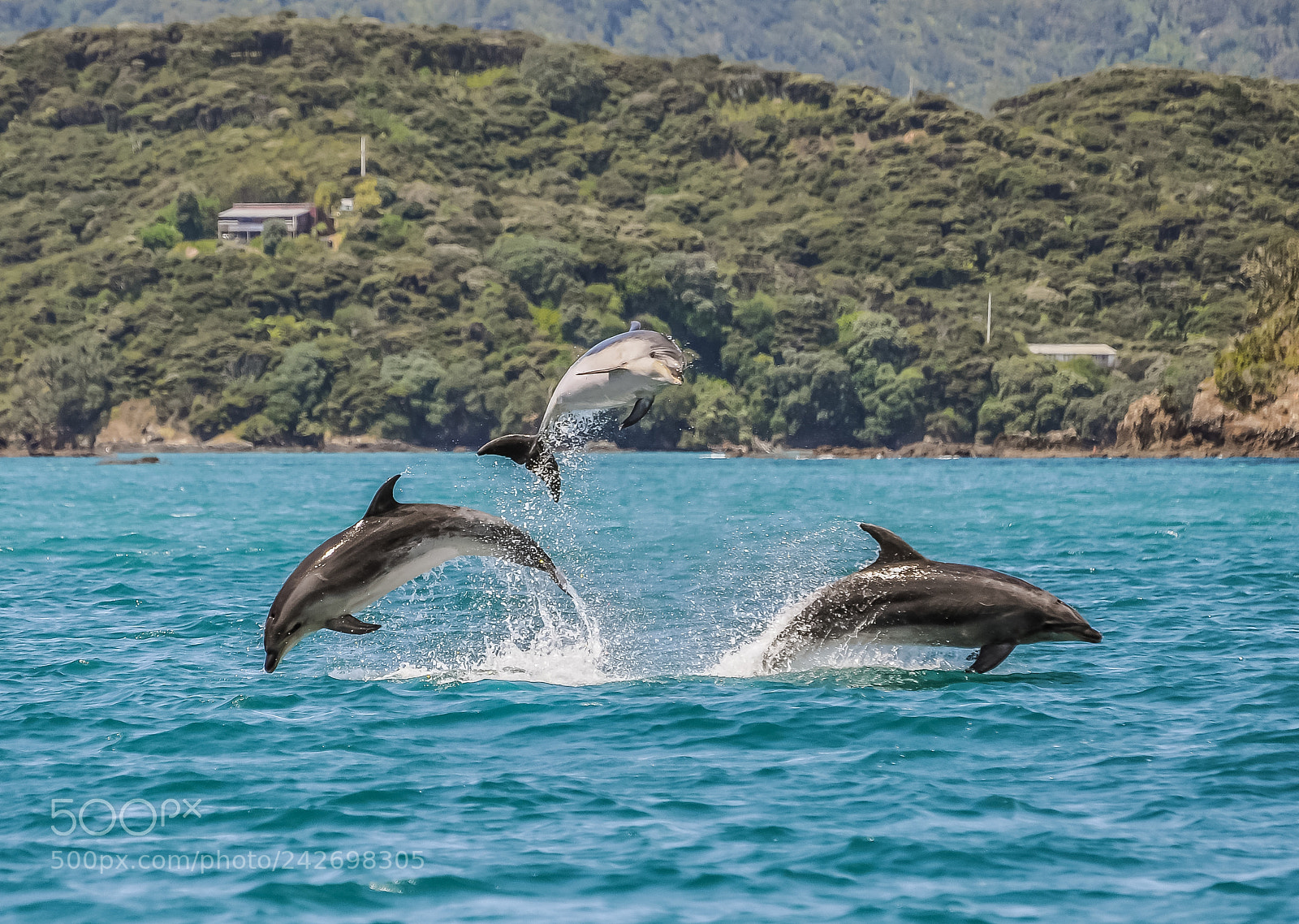 Nikon D90 sample photo. Dolphins having fun photography