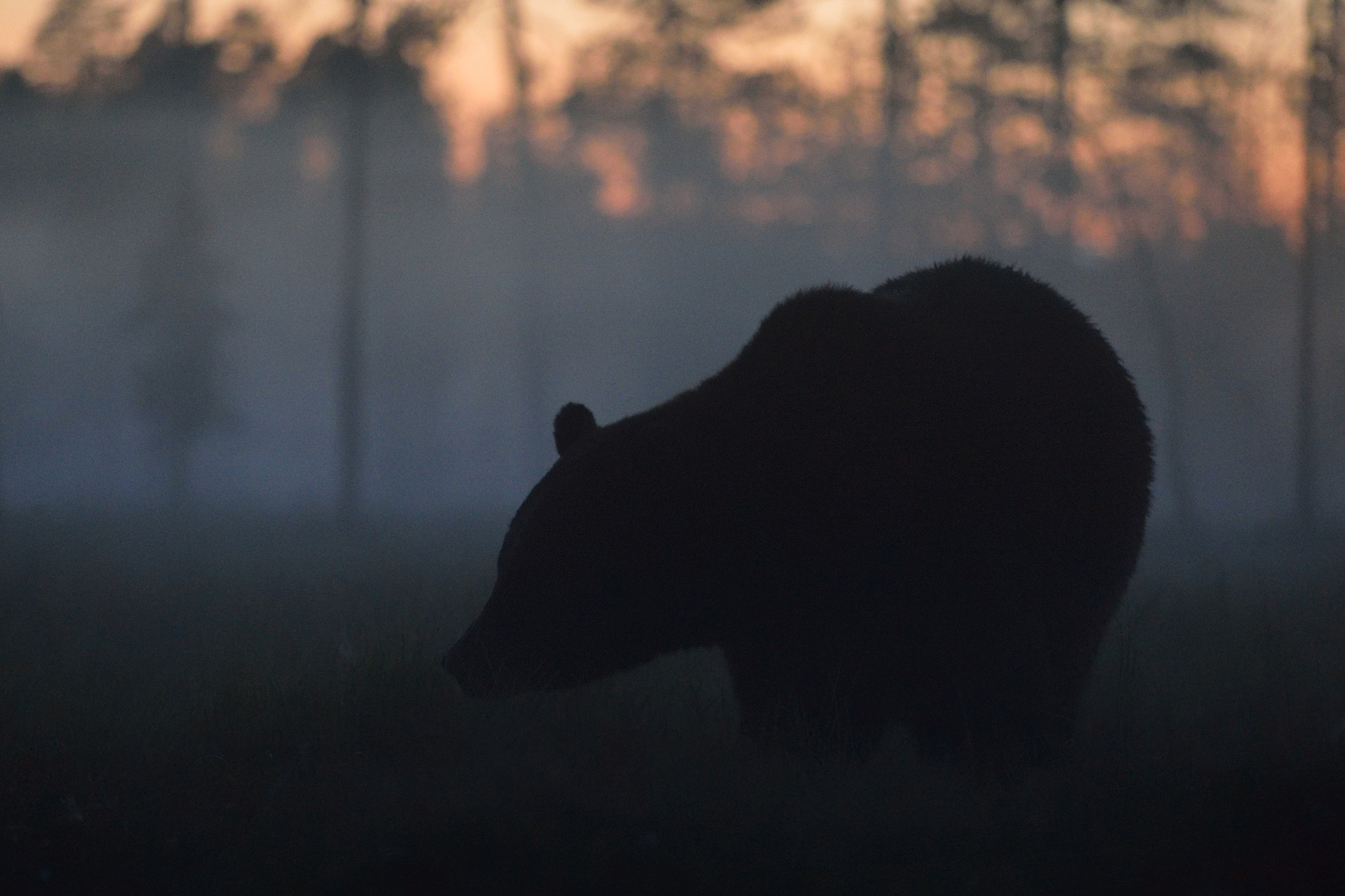 Nikon D4 sample photo. Big male brown bear silhouette in the misty bog photography