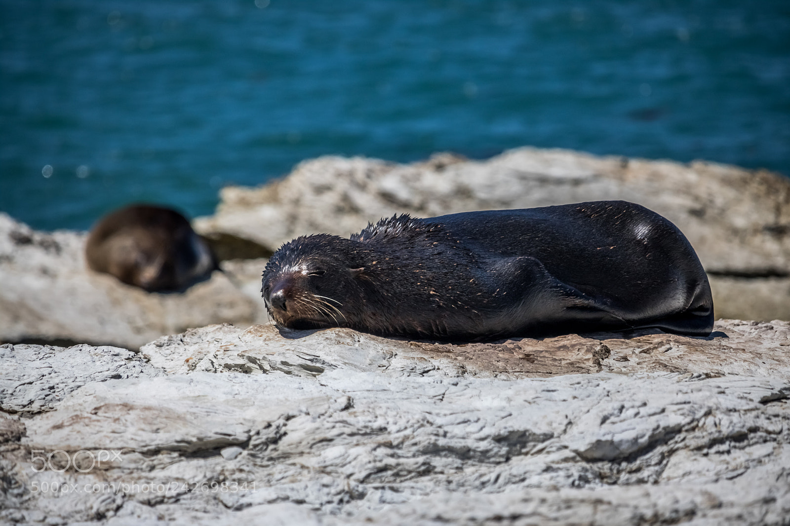 Canon EOS 760D (EOS Rebel T6s / EOS 8000D) sample photo. Another seal photography