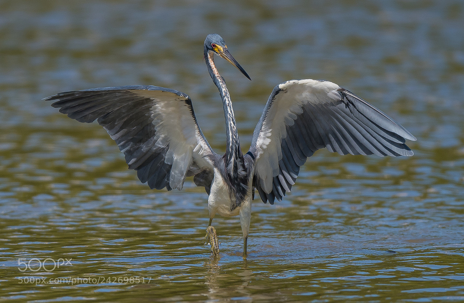Nikon D500 sample photo. Spread your wings... photography