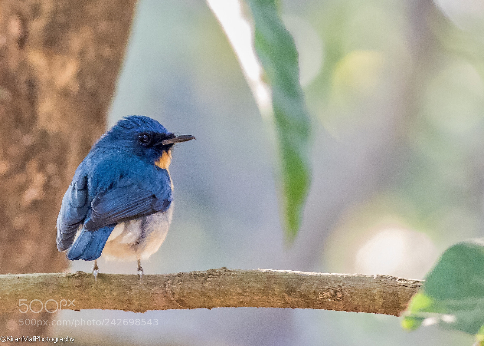Canon EOS 7D Mark II sample photo. Tickells blue flycatcher photography