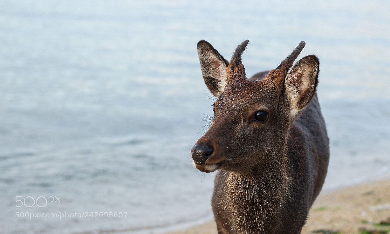 Canon EOS 1200D (EOS Rebel T5 / EOS Kiss X70 / EOS Hi) sample photo. Deer by the ocean photography