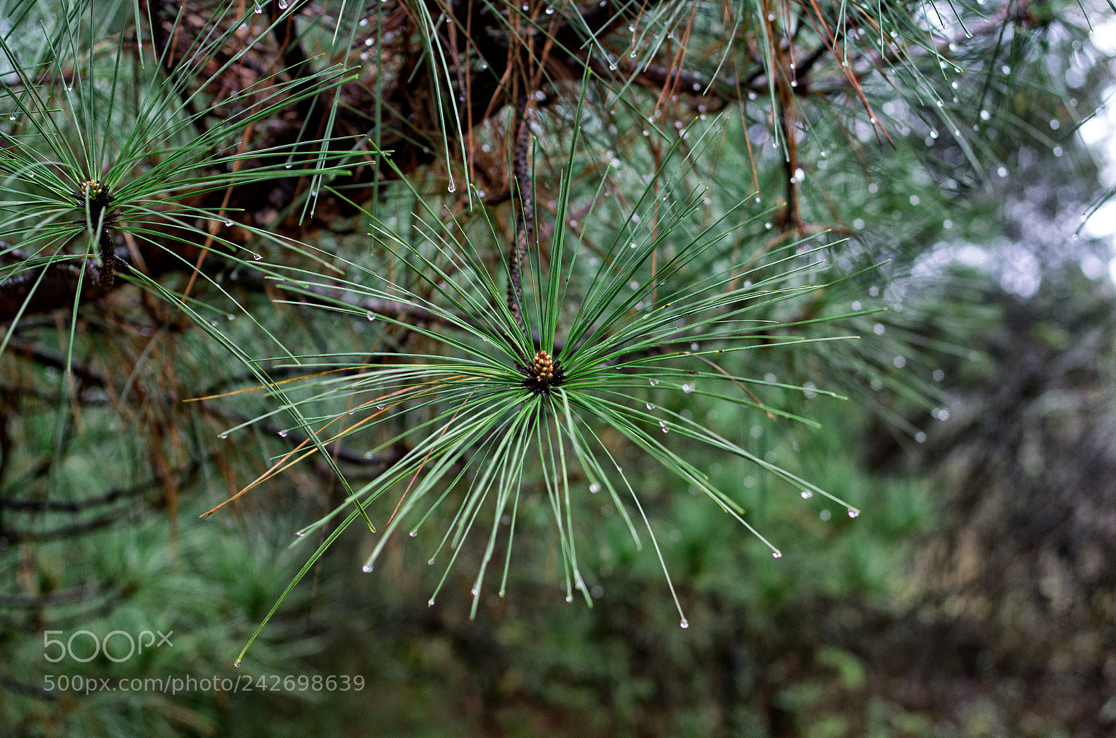 Pentax K-5 sample photo. Pine needles & raindrops photography