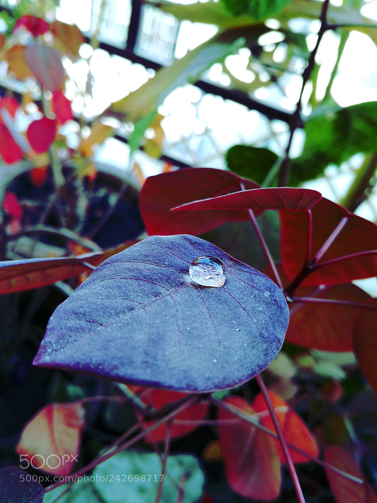 Xiaomi Redmi 4A sample photo. Little droplet left photography