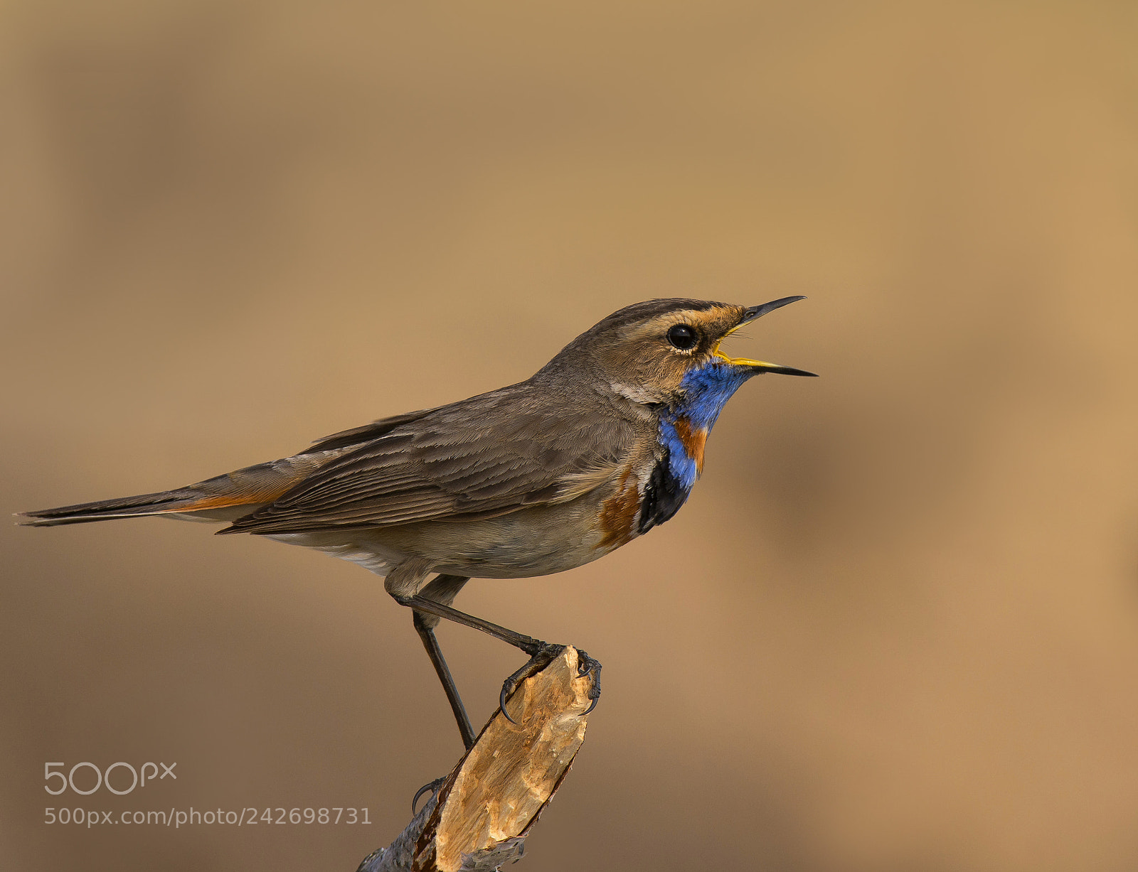 Nikon D7200 sample photo. Bluethroat photography