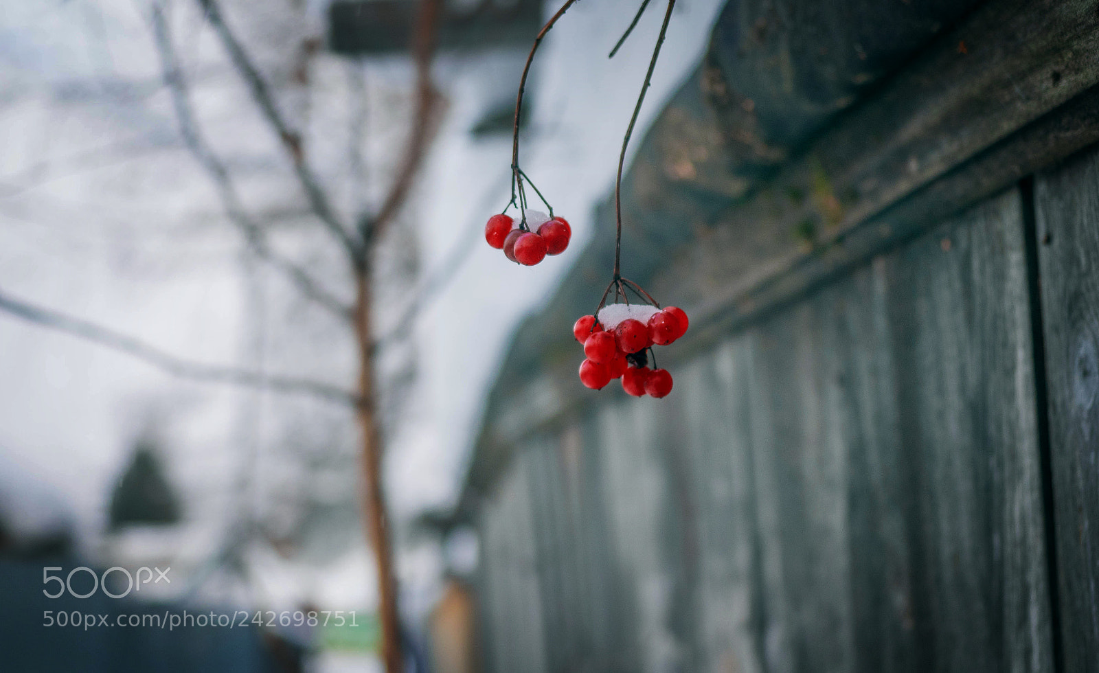 Olympus OM-D E-M1 sample photo. Возле забора photography