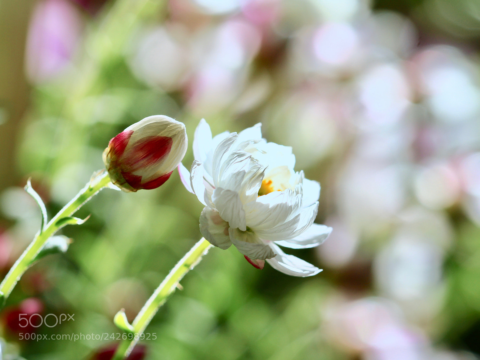 Canon EOS 700D (EOS Rebel T5i / EOS Kiss X7i) sample photo. Tinged with rouge... photography