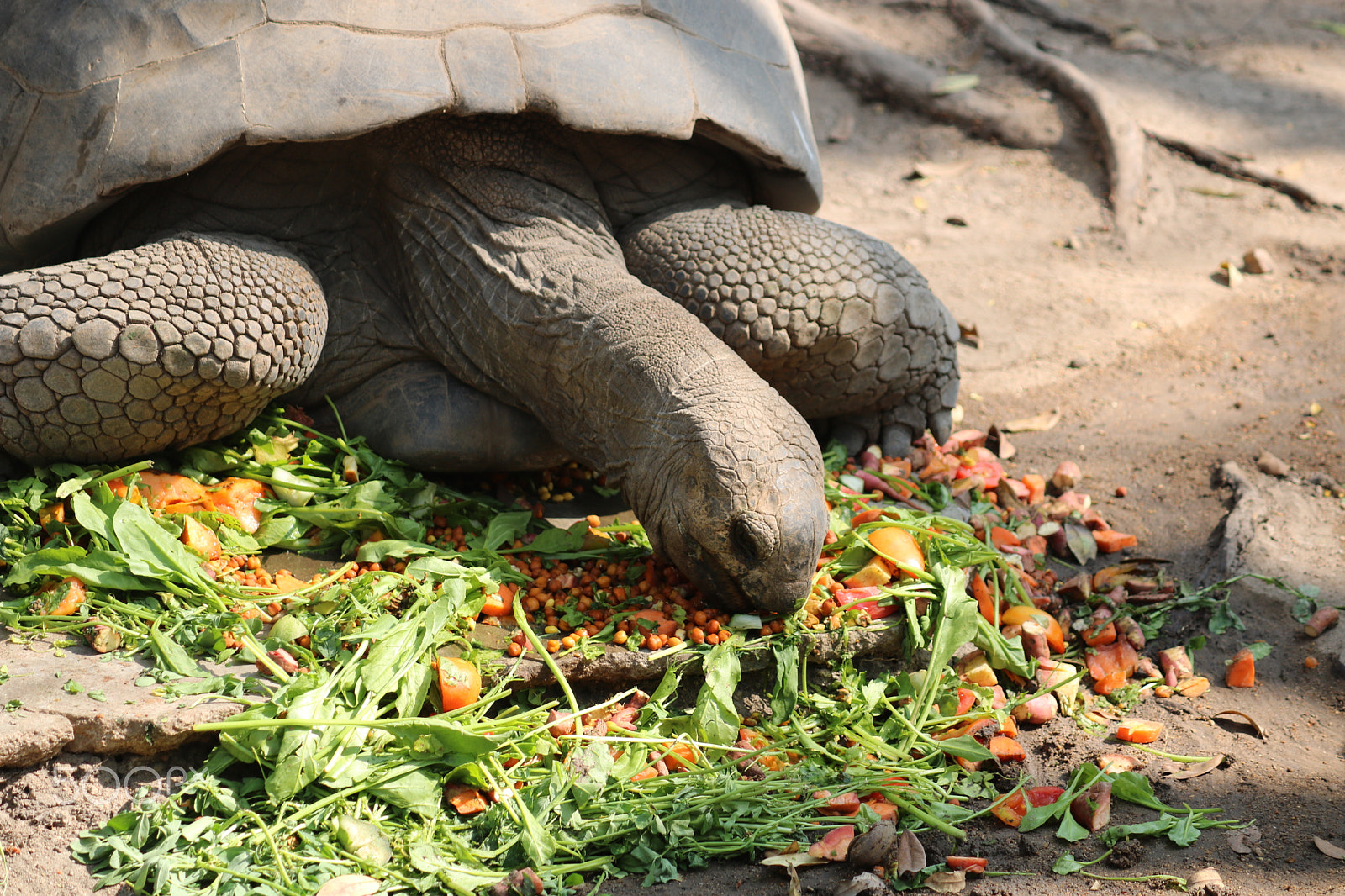 Canon EOS 750D (EOS Rebel T6i / EOS Kiss X8i) + Canon EF-S 55-250mm F4-5.6 IS II sample photo. Tortoise eating mixed vegetables photography