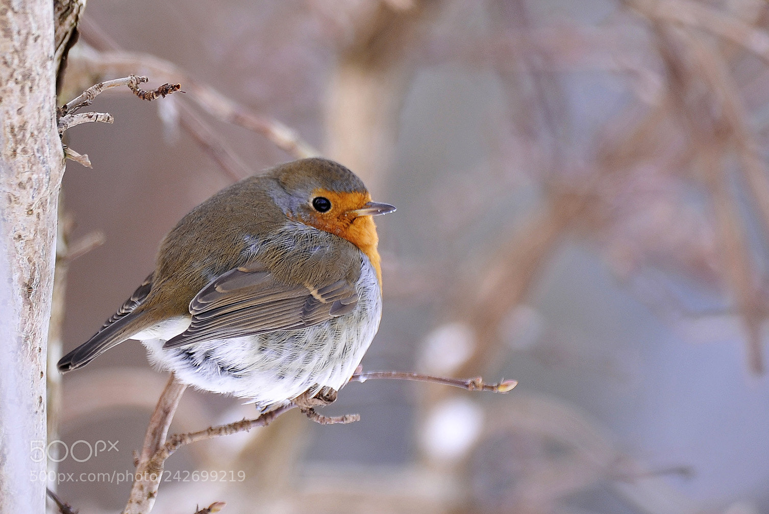 Nikon D700 sample photo. Robin in winter photography