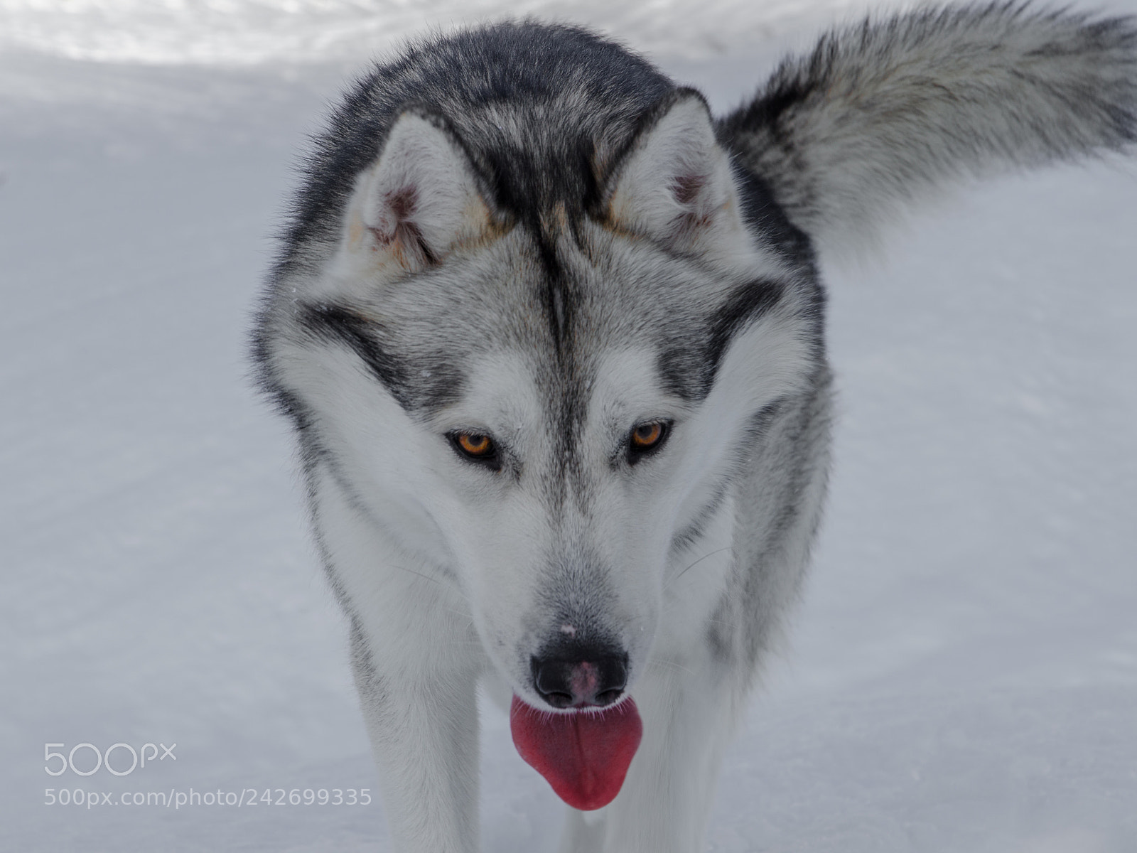 Nikon D5100 sample photo. Husky photography