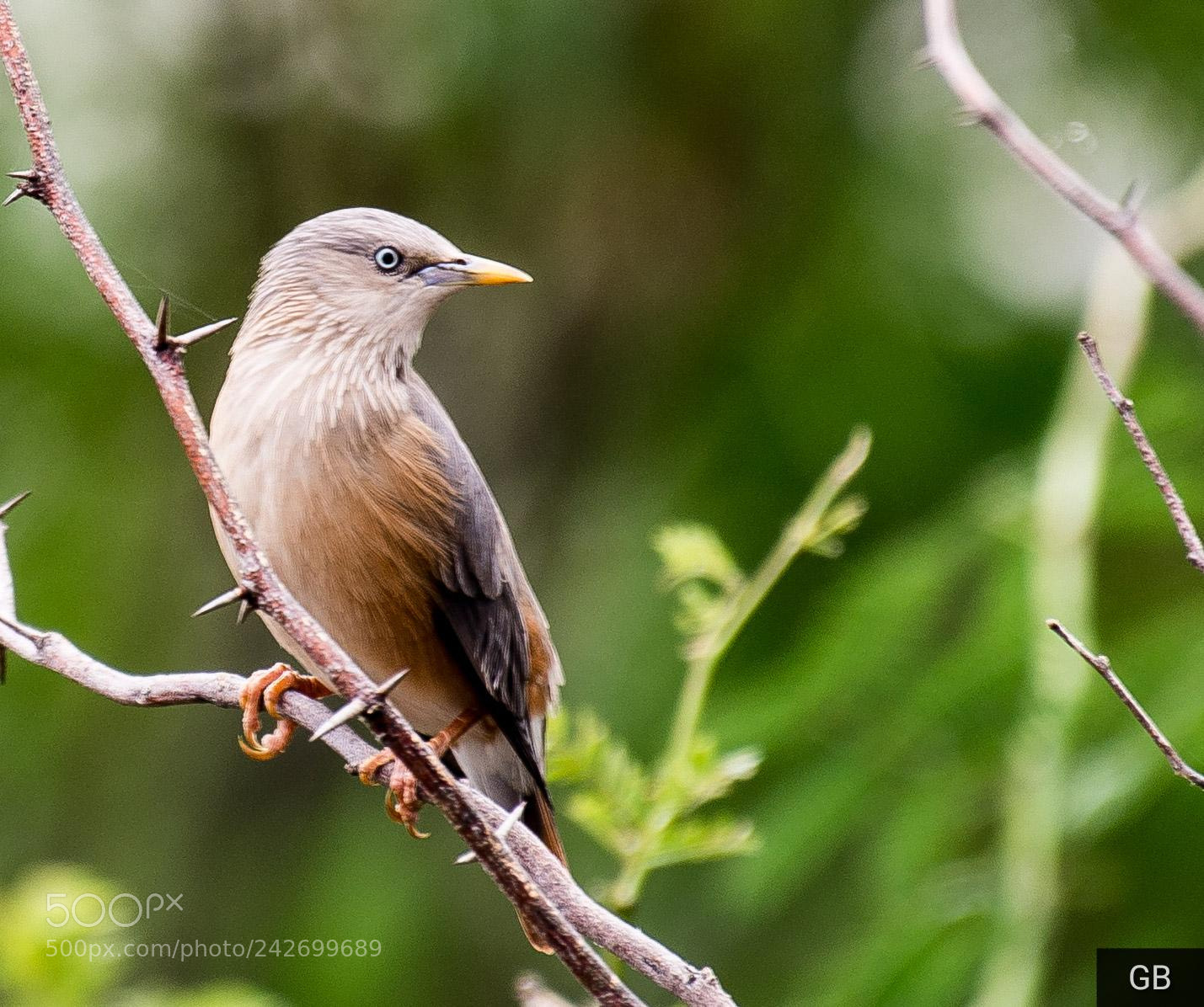 Nikon D610 sample photo. Brahminy starling photography