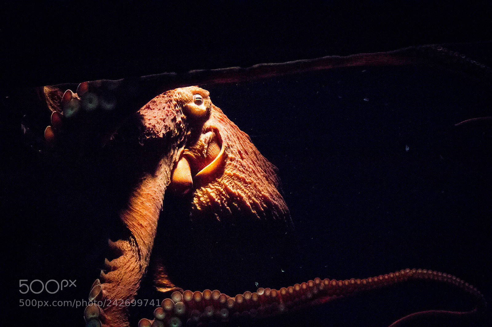 Canon EOS 550D (EOS Rebel T2i / EOS Kiss X4) sample photo. Octopus portrait photography